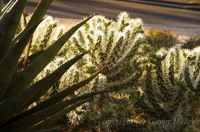 Cacti, evening light, Adelaide Botanic Gardens IMGP8867.jpg